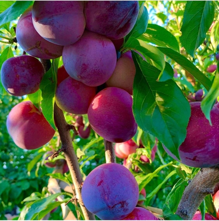 Сорт алычи кубанская комета