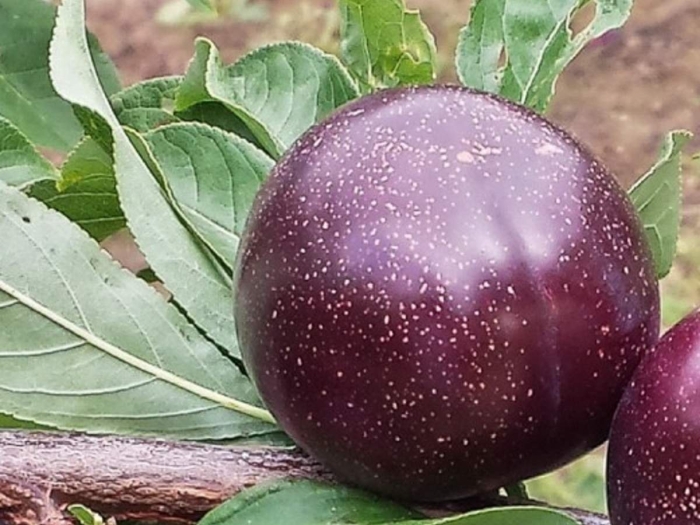 Шарафуга (гибрид) голд