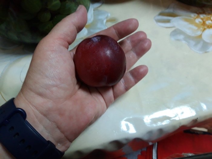 Слива гибрид шарафуга