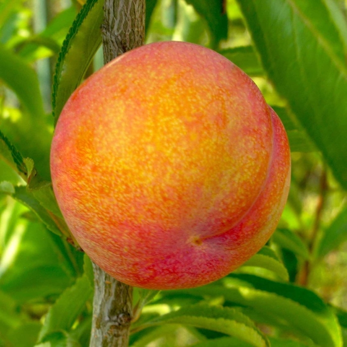 Сорт персика воронежский кустовой