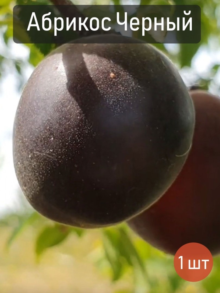 Абрикос черный принц