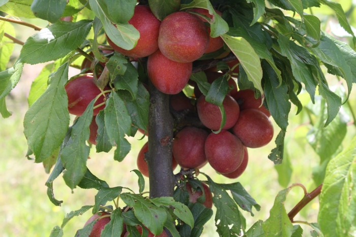 Слива колоновидная империал