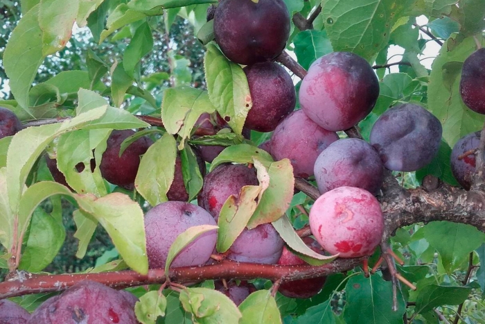 Шарафуга вельвет санрайз