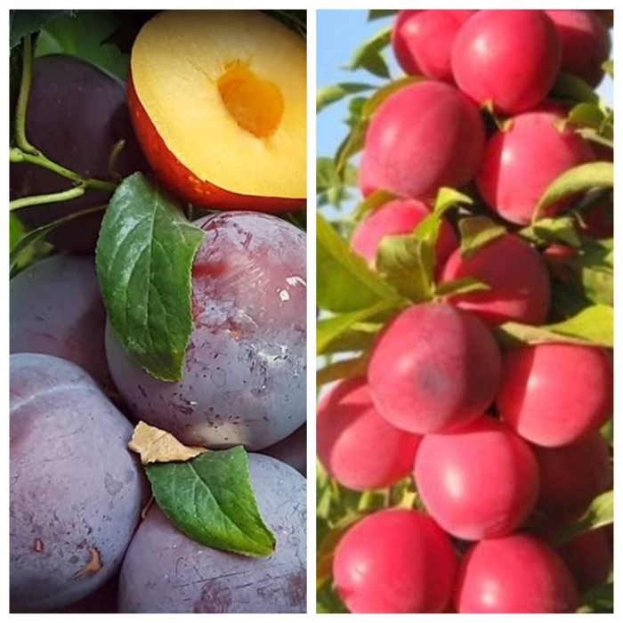 Шарафуга саженцы