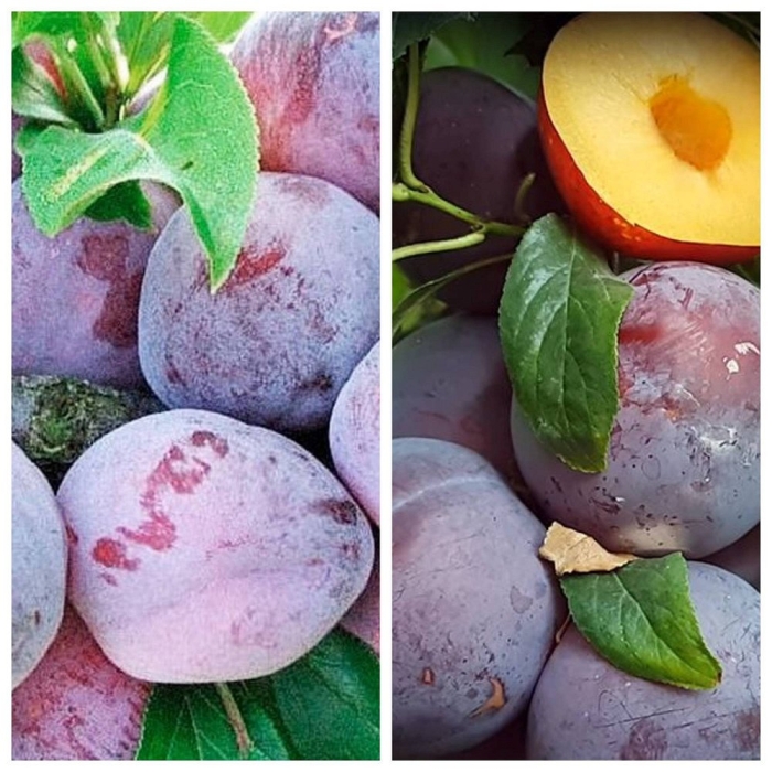 Шарафуга саженцы