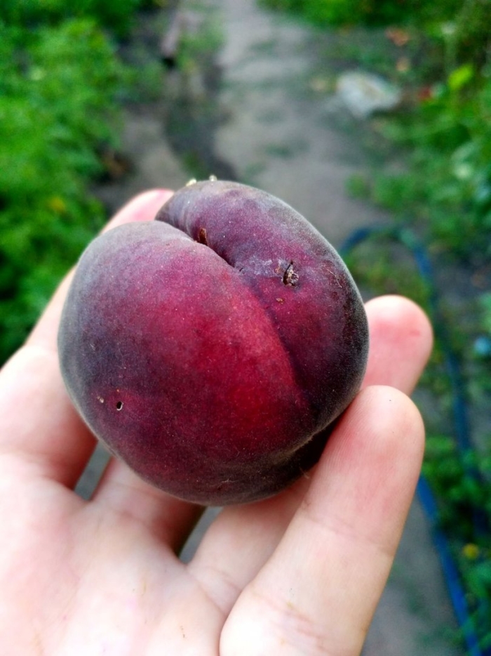 Шарафуга плодовое дерево