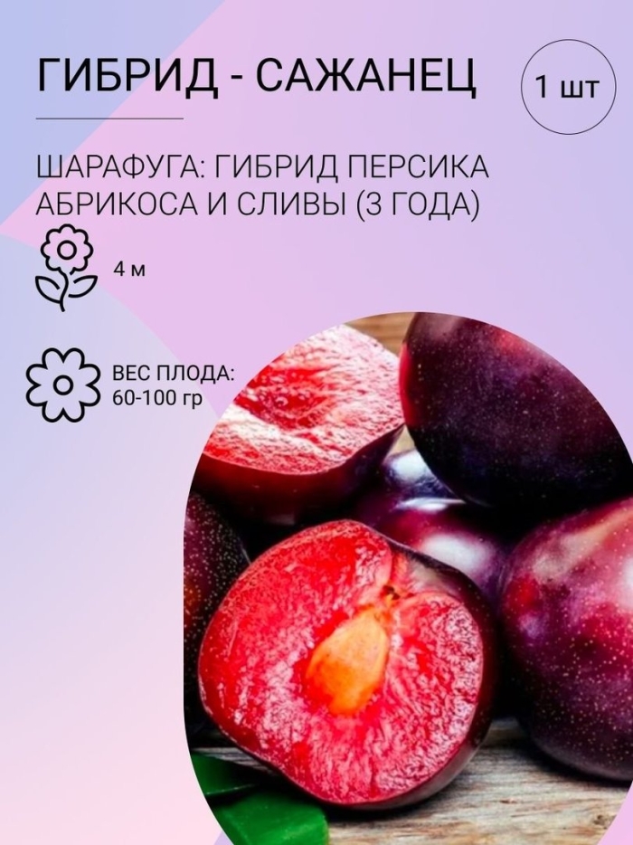 Саженец шарафуга слива