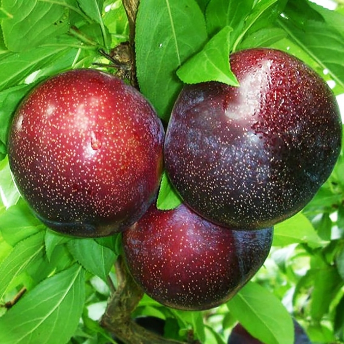 Шарафуга вельвет санрайз