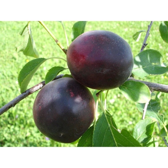 Шарафуга сорта