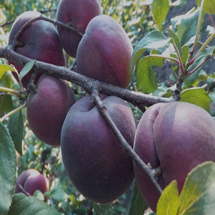 Абрикос черный принц