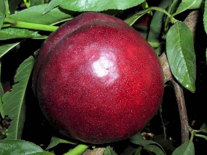 Слива вельвет санрайз шарафуга