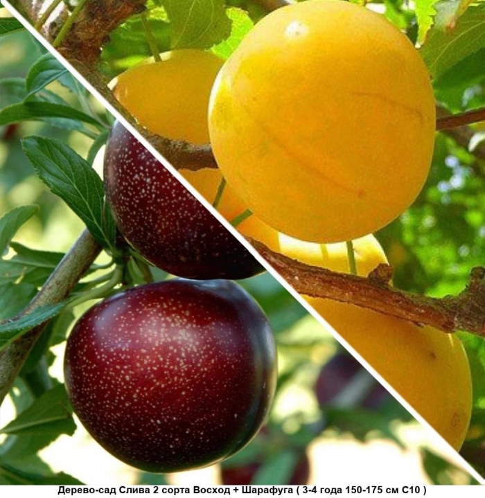 Дерево шарафуга