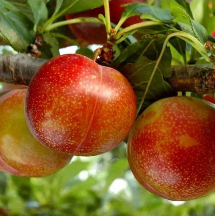 Сорт слива оцарк премьер