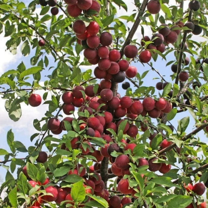 Шарафуга плодовое дерево