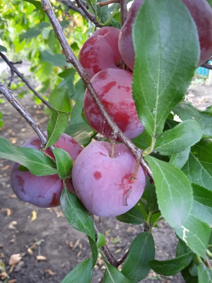 Слива сорта