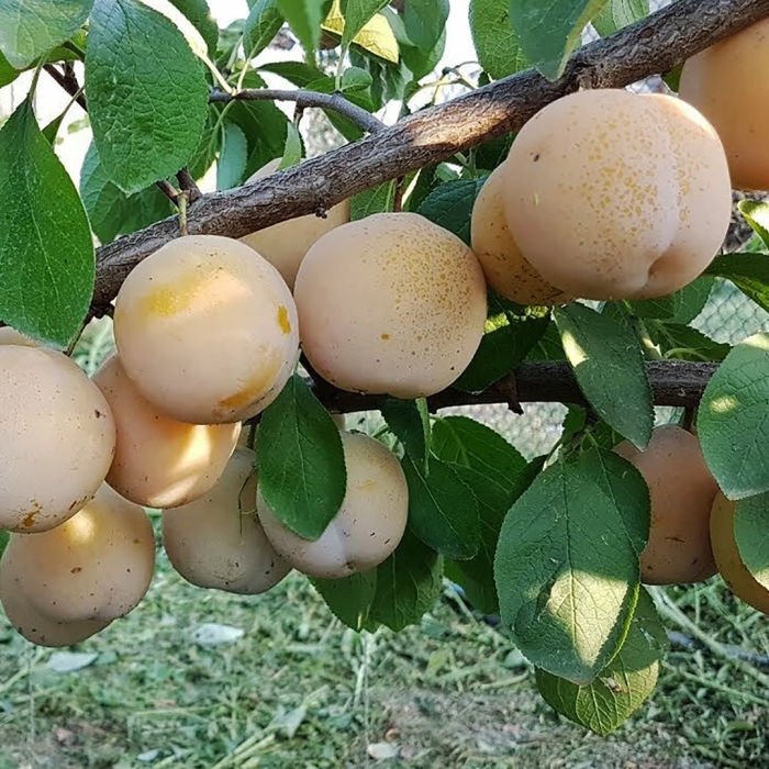 Ренклод колхозный слива