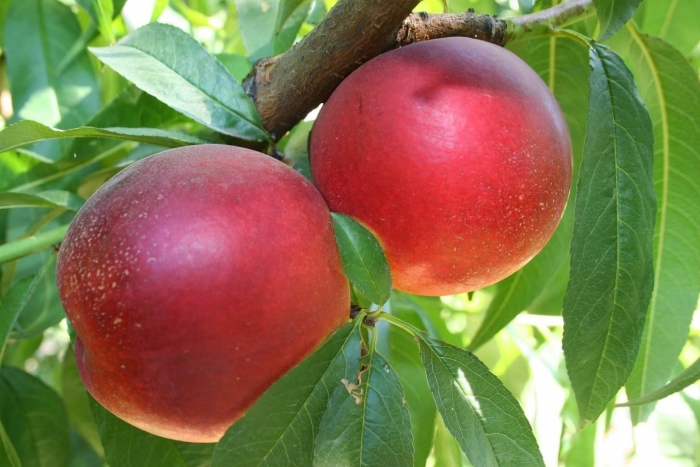 Слива абрикос гибрид шарафуга