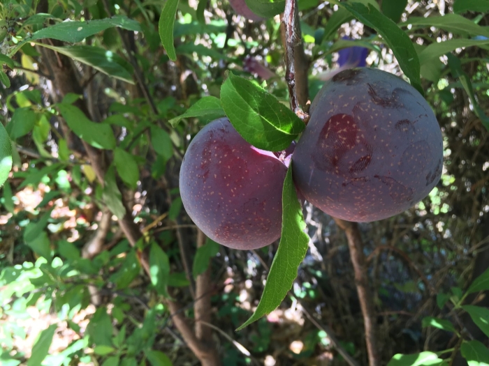 Шарафуга слива