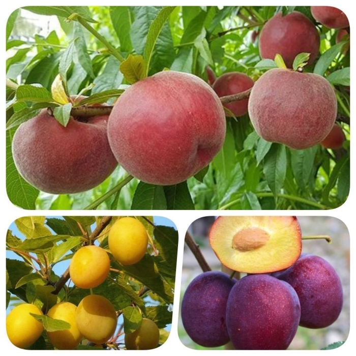 Персик вайн голд