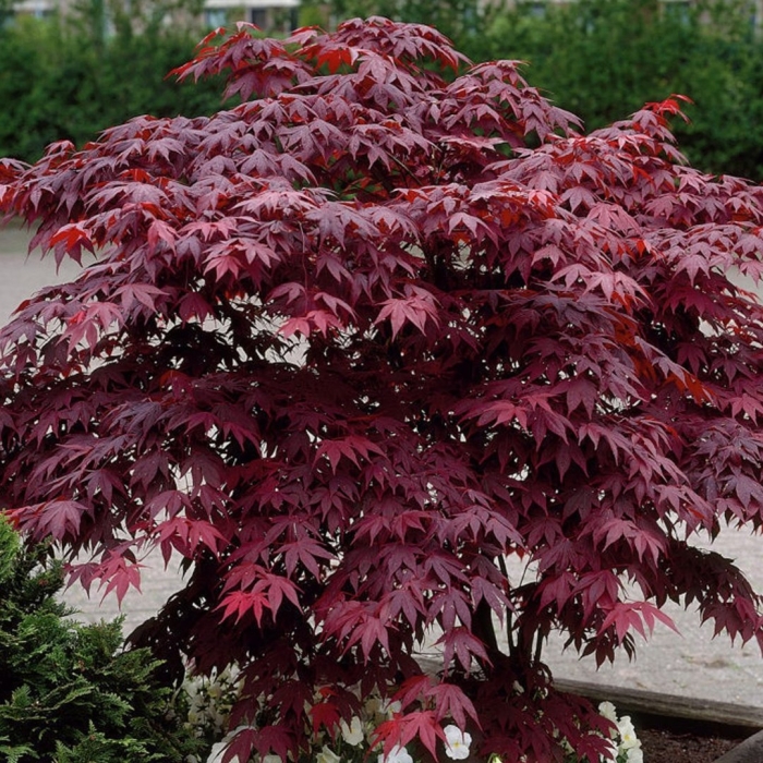 Клен acer palmatum atropurpureum