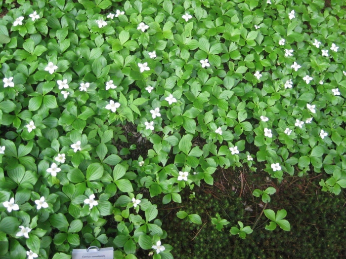 Cornus canadensis (дёрен канадский)