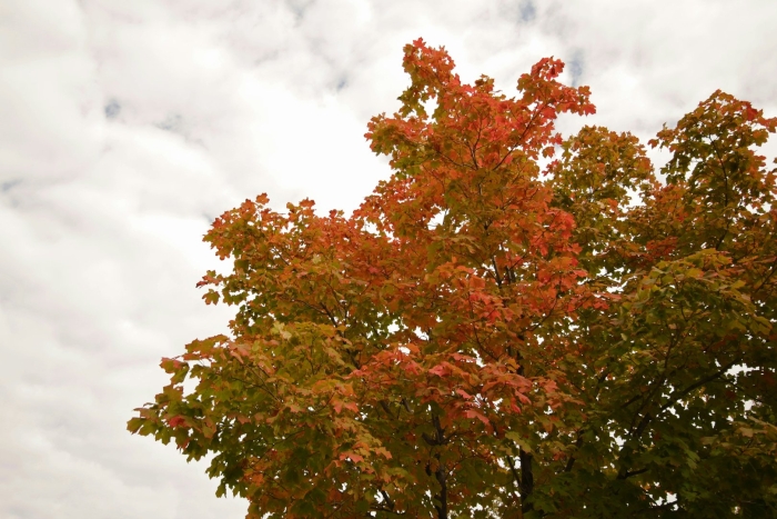 Клен остролистный шведлера