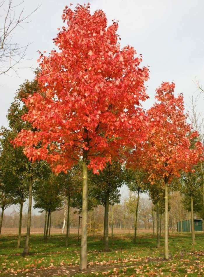 Клен красный acer rubrum
