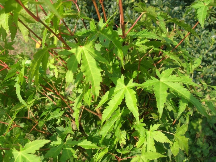 Клён остролистный палдиски