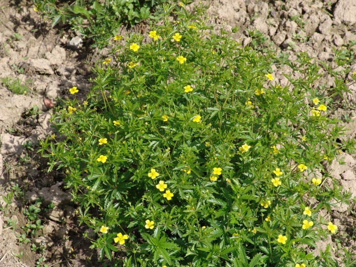 Лапчатка прямостоячая растение