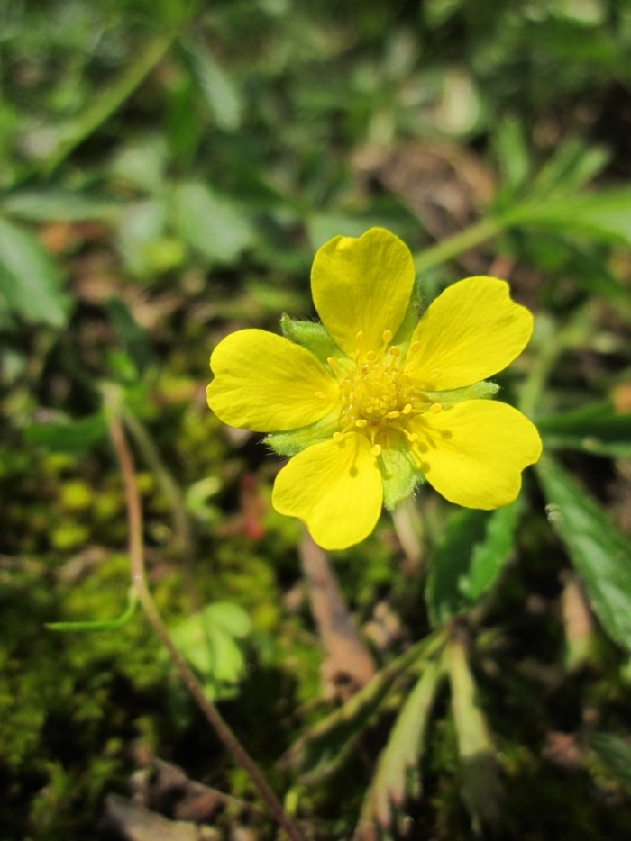 Potentilla reptans
