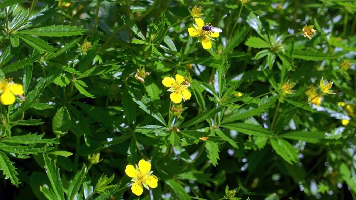 Лапчатка прямостоячая калган