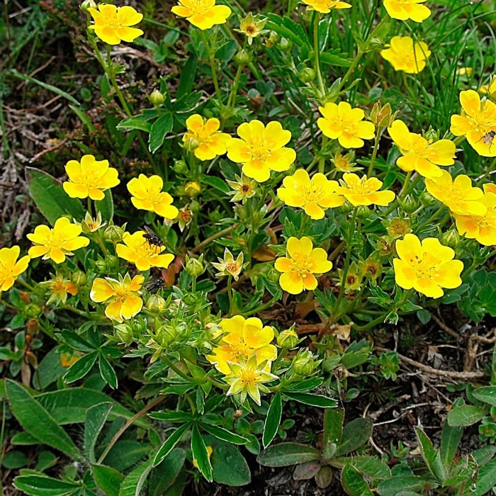 Potentilla reptans