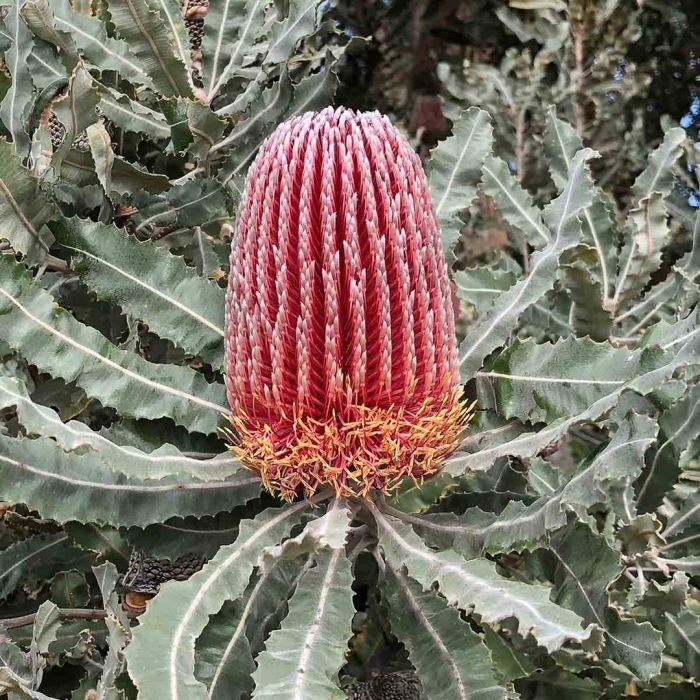 Банксия протея