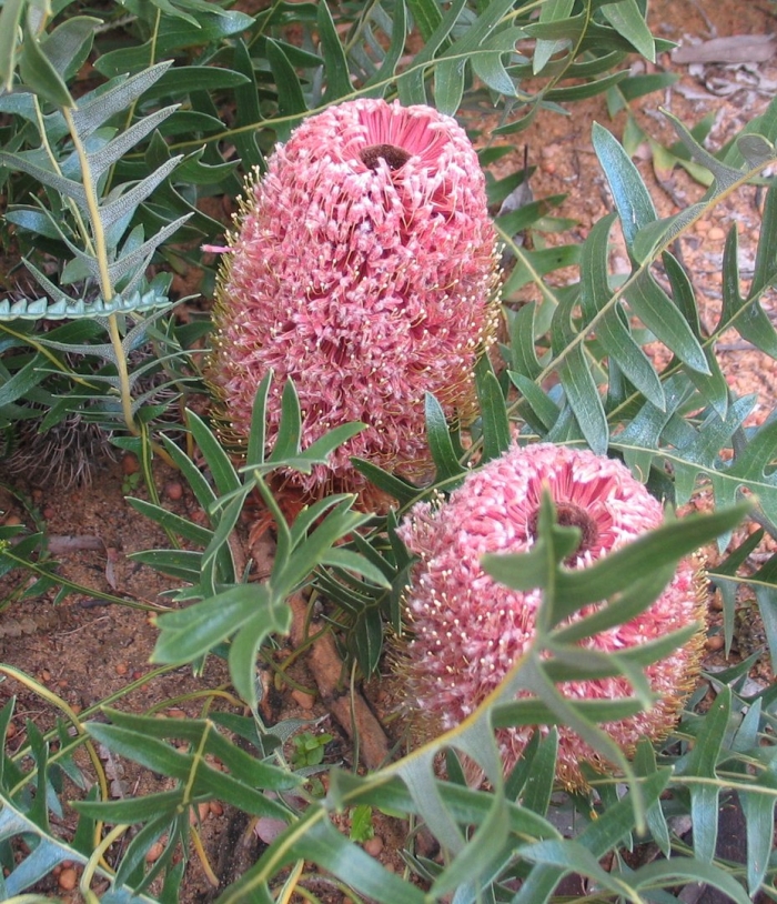 Banksia blechnifolia