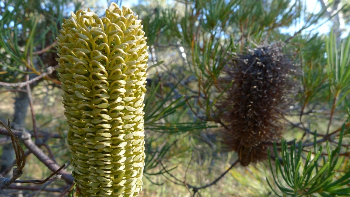 Banksia spinulosa var collina