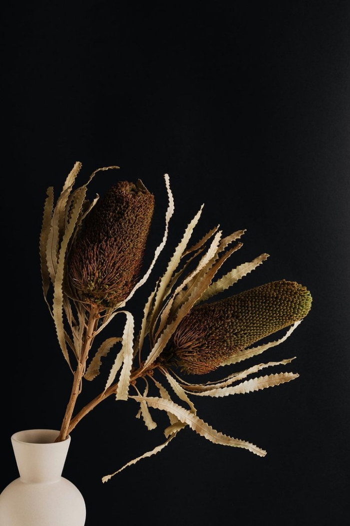 Банксия сухоцвет