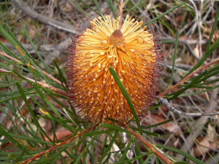 Banksia spinulosa