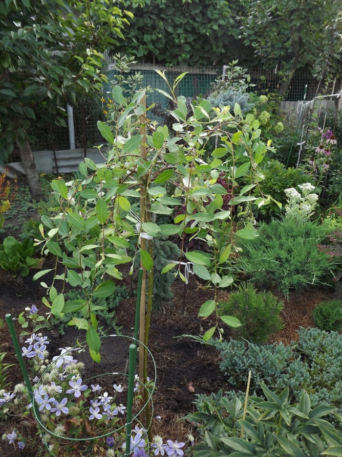 Штамбовые растения