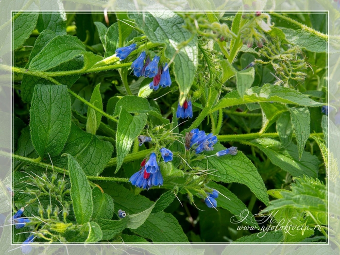 Окопник живокость растение