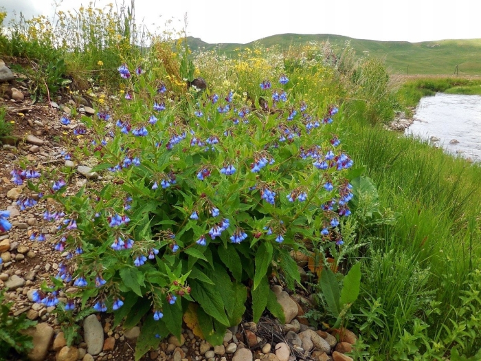 Окопник кавказский symphytum caucasicum