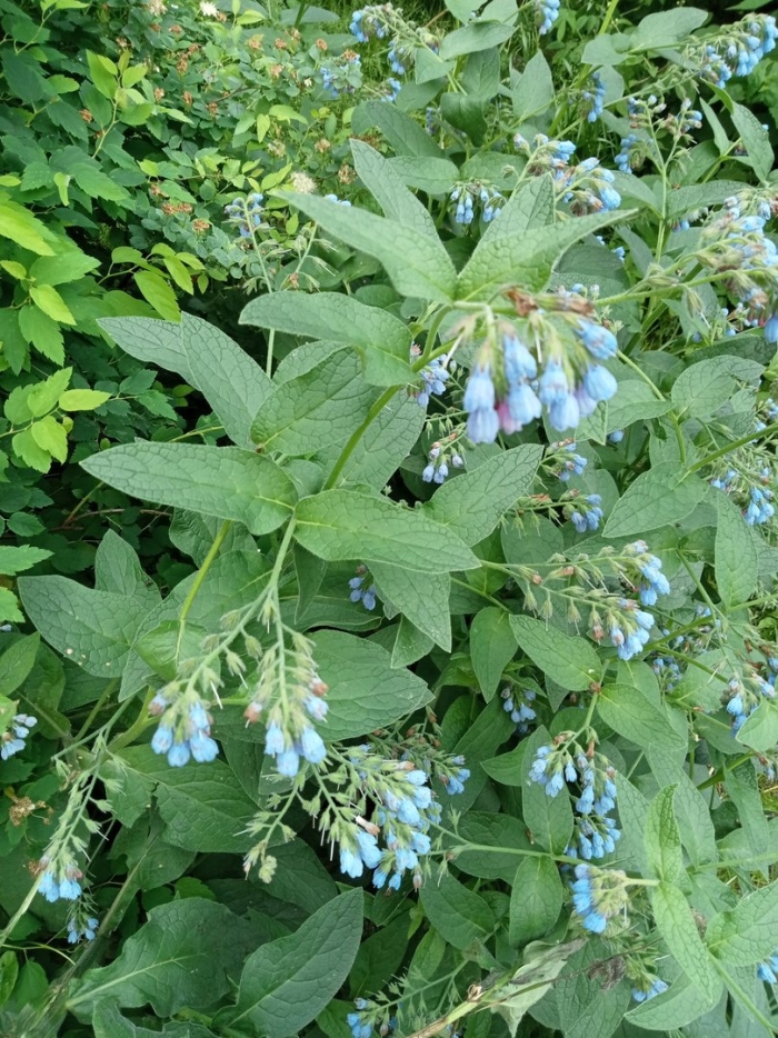 Живокост растение