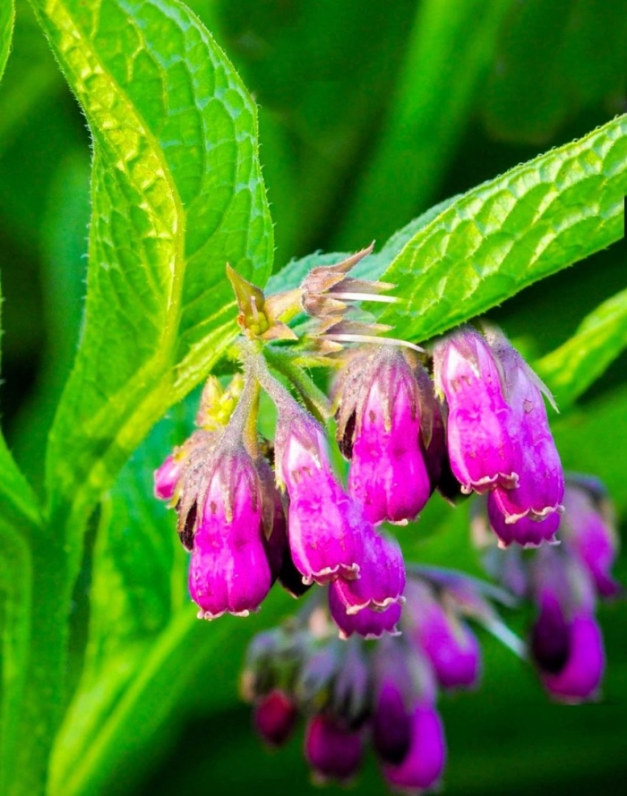 Окопник кавказский