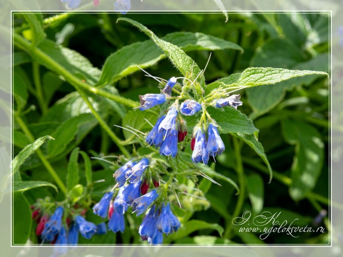 Окопник медуница