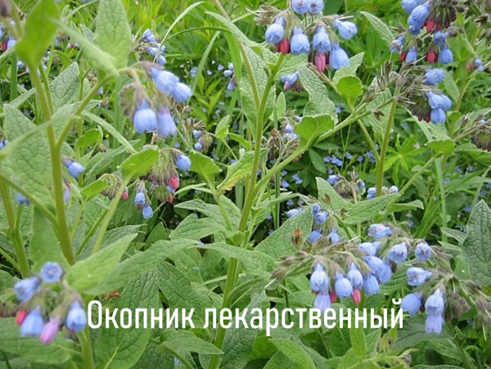 Окопник кавказский