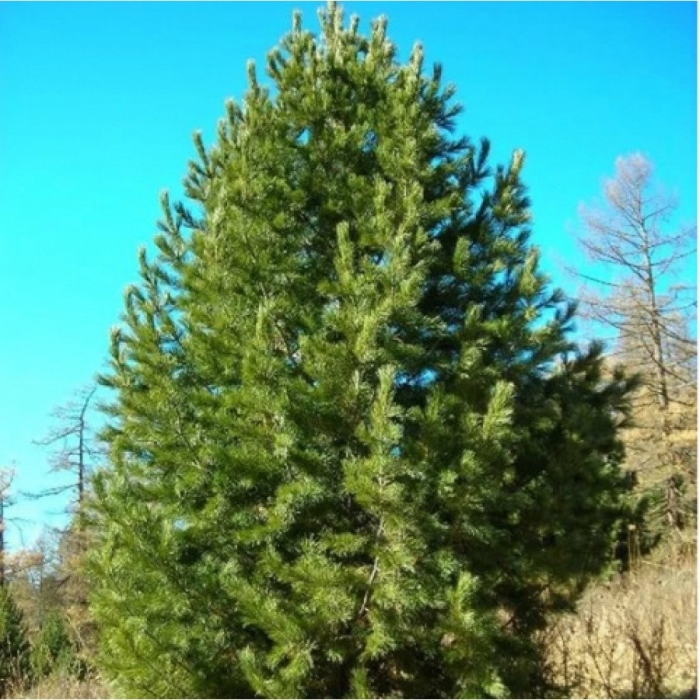 Сосна сибирская кедр сибирский