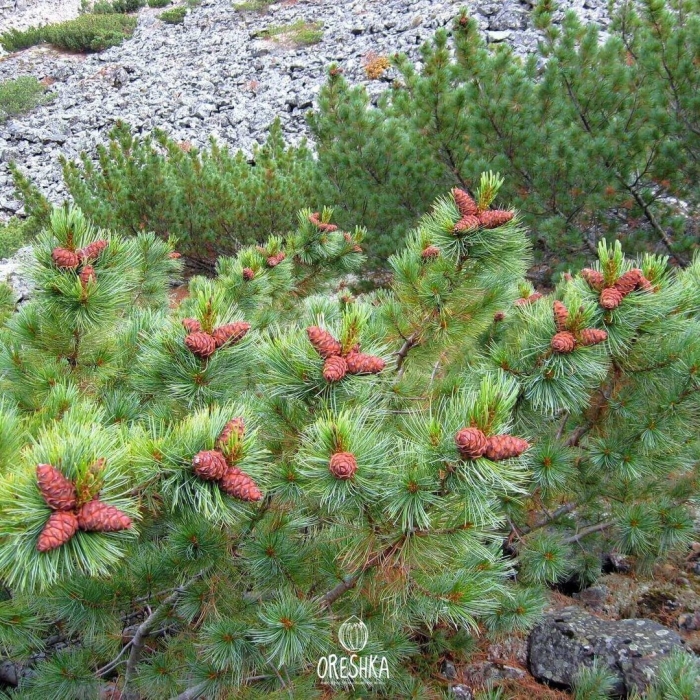 Сосна кедровый стланик