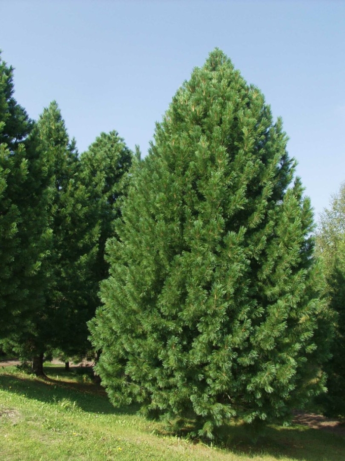 Сосна кедровая европейская (pinus cembra)
