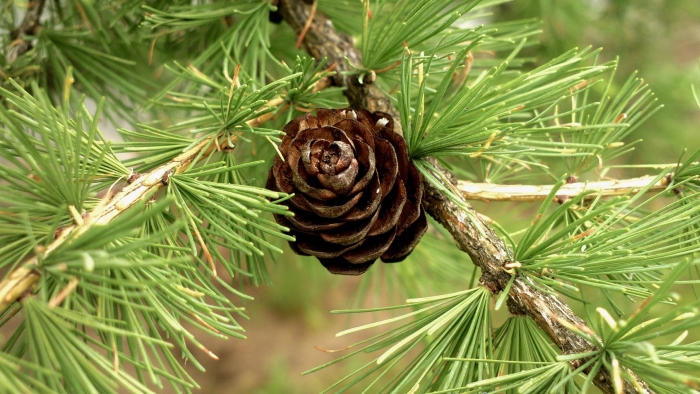 Лиственница сибирская larix sibirica