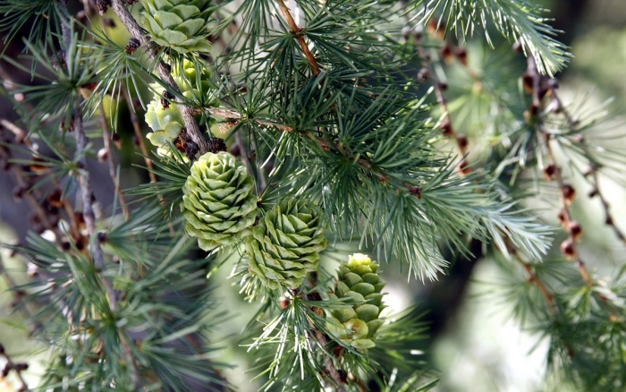 Лиственница ольгинская larix olgensis