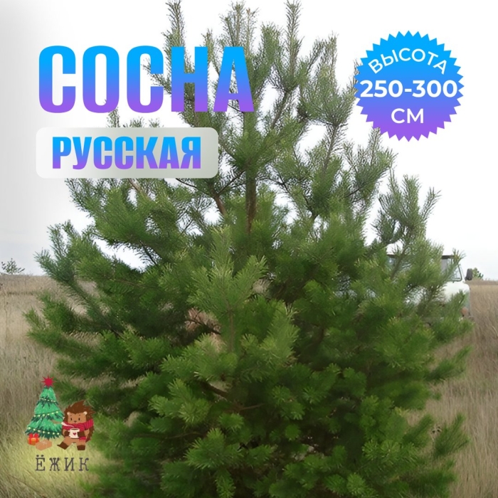 Сосна обыкновенная